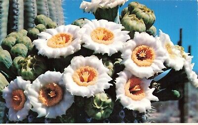 Postcard Saguaro cactus Flowers State Flower Arizona