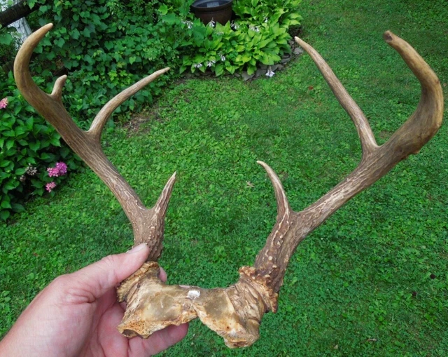 7 Point Whitetail Deer Antler Rack Horn Skull Plate Mount