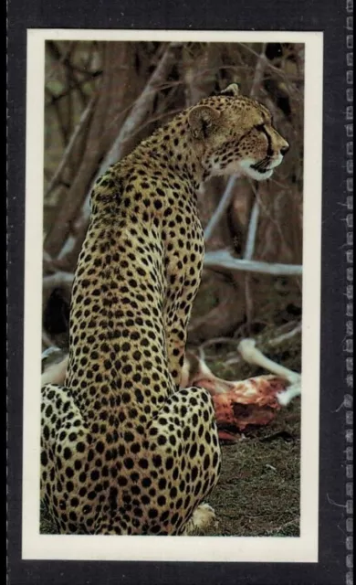 CHEETAH - 30 + year old English Tobacco Card # 2
