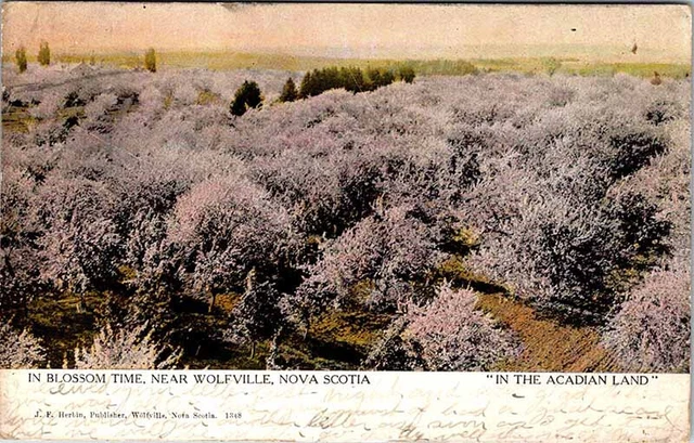 Postcard NATURE SCENE Wolfville Nova Scotia NS AO0062