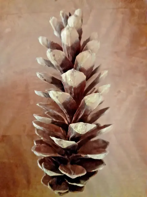 Pinienzapfen Groß mind. 20 cm Kiefer  Pinus Pinea Strobus Excelsa Tannenzapfen