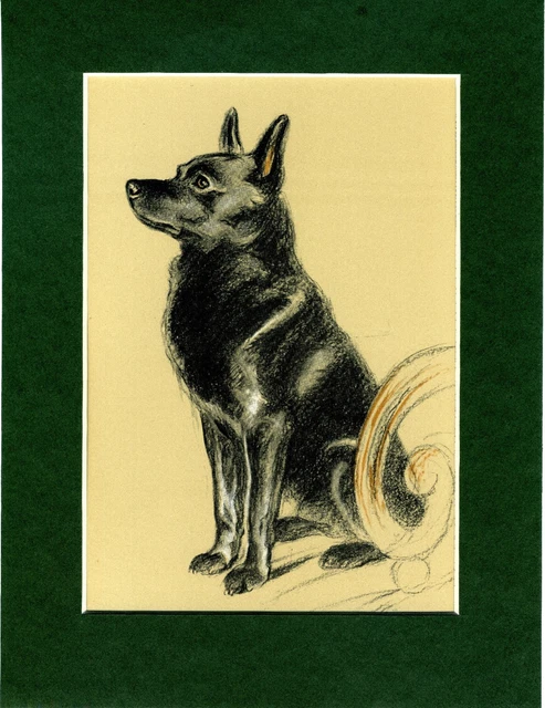 Lucy Dawson  ~ Schipperke ~  Colour Print Genuine Vintage 1937
