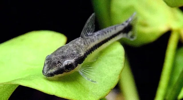 Otocinclus Algae Eater Live Fish 5 Count