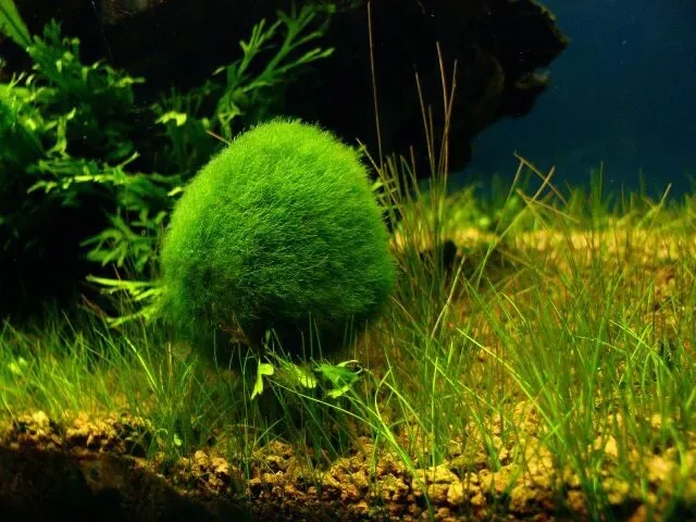 Marimo Moss Ball 0.5 inch Cladophora Live Aquarium Plant Fish Tank