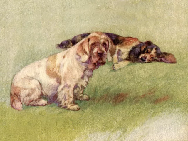 Clumber Spaniel & Cocker Spaniel Charming Dog Greetings Note Card Dogs In Field