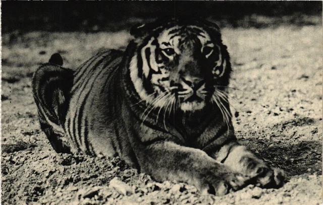 CPA PARIS 12th Zoological Park - A Bengal Tiger (322622)