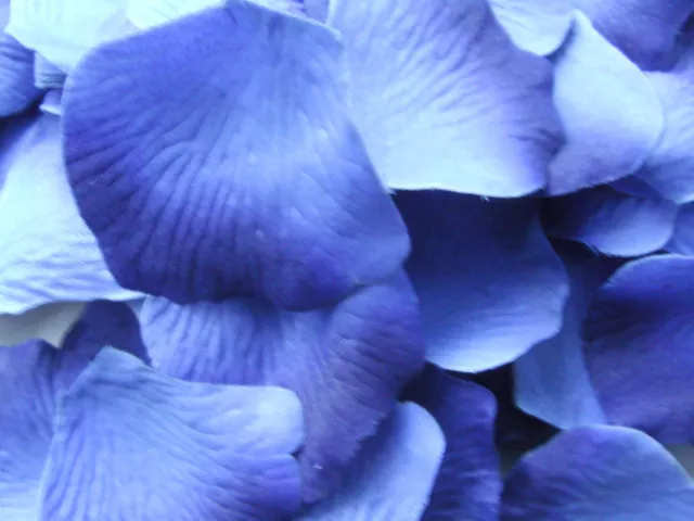 100 Two Tone Royal Blue Quality Silk Rose Petals Confetti/Wedding/Decoration.
