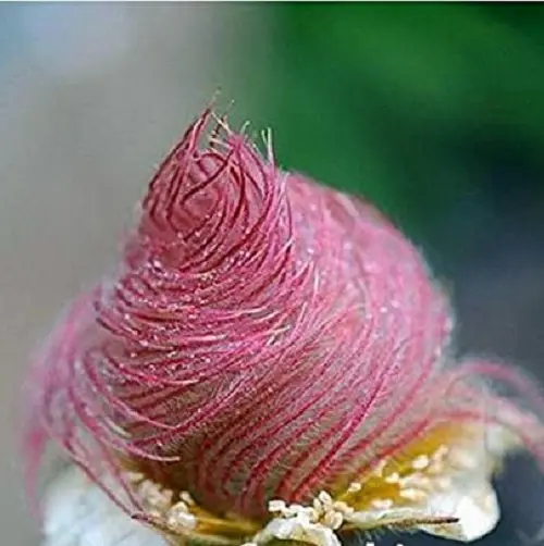 100 semillas flor humo de pradera - Geum triflorum - flores rosas curiosas prado