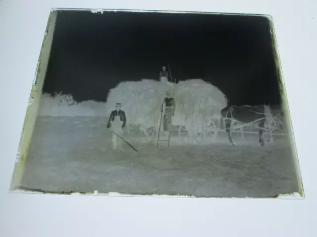 (1) LATE 1800s/EARLY 1900s  GLASS NEGATIVE,   BOSTON AREA?,  FARM SCENE-2