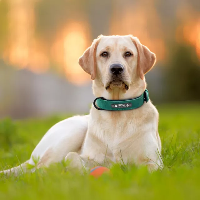 Collier personnalisé gravé pour chien en cuir Petit moyen grand 5 couleurs 3