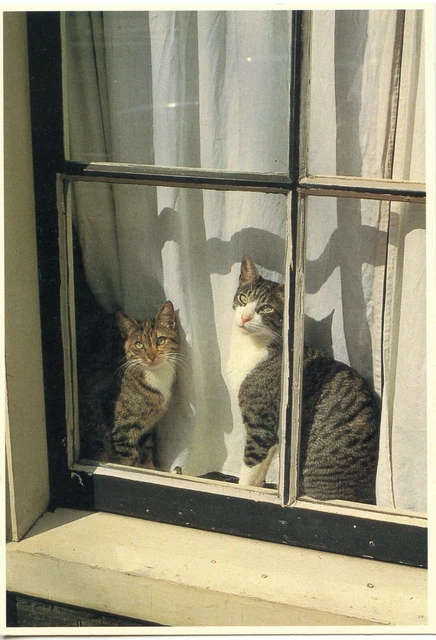 Cpsm / Carte Postale / Chat / Cat Illustrateur // Jeanne Weyl