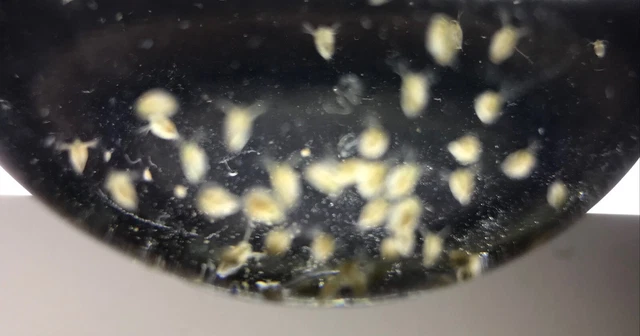 Live Daphnia magna=Water Fleas-live food*indoor container sustainable production 3