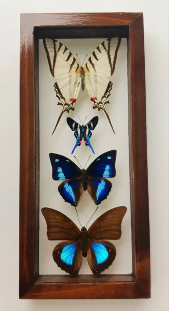 4 Real Butterflies Framed Special Collection Mounted Double Glass 4.5"X10.5