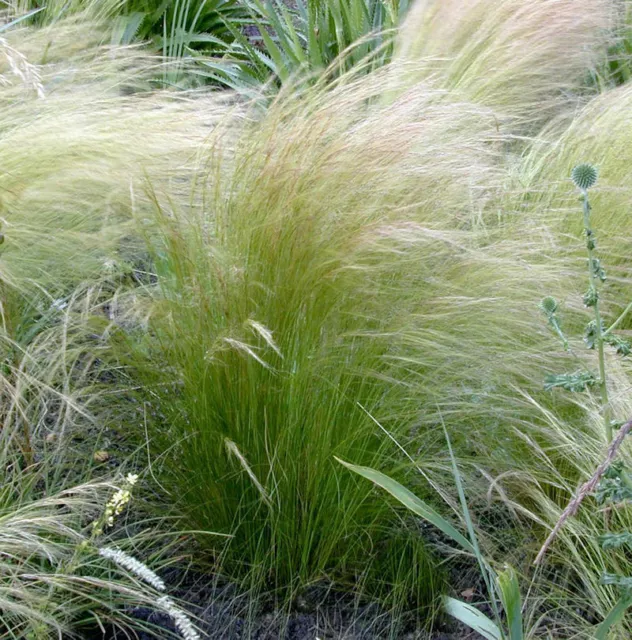 Pracht-Federgras - Stipa pulcherrima