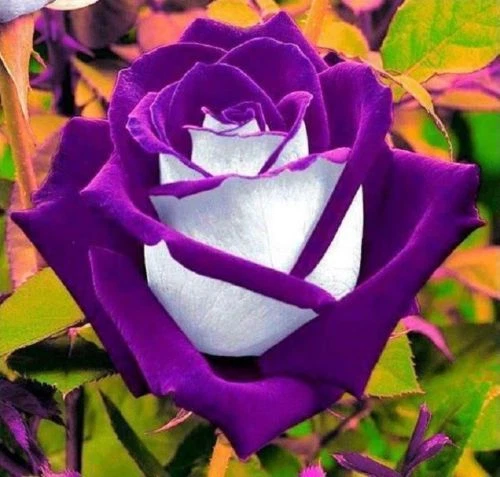 100Pc White Purple Rose Seeds Flower Bush Perennial Flowers Seeds