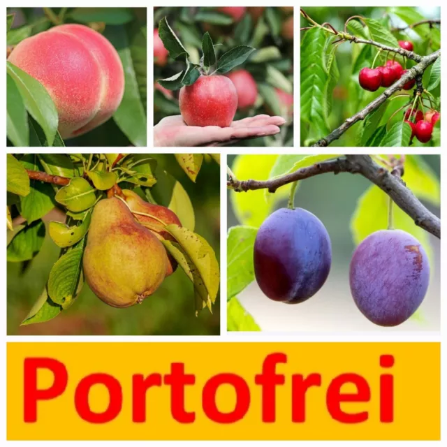 10 Stück Obst-Pflanzen Apfel, Birne, Kirsche, Pflaume Pfirsich Balkon Garten