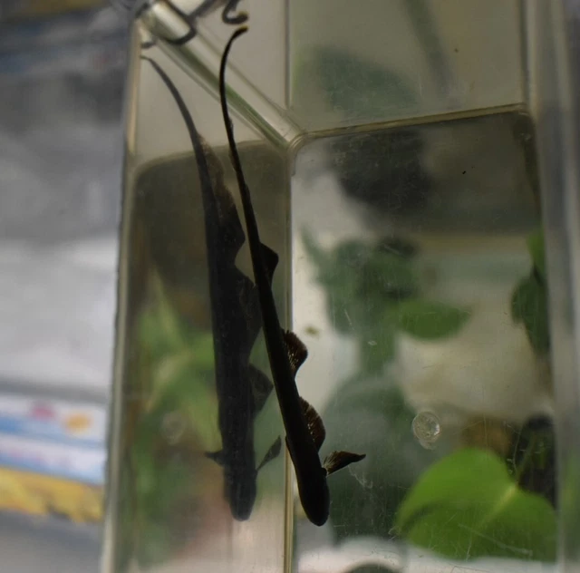 Live Black Ghost Knife Fish (3" Freshwater Aquarium Fish) *PLS READ DESCR* 3