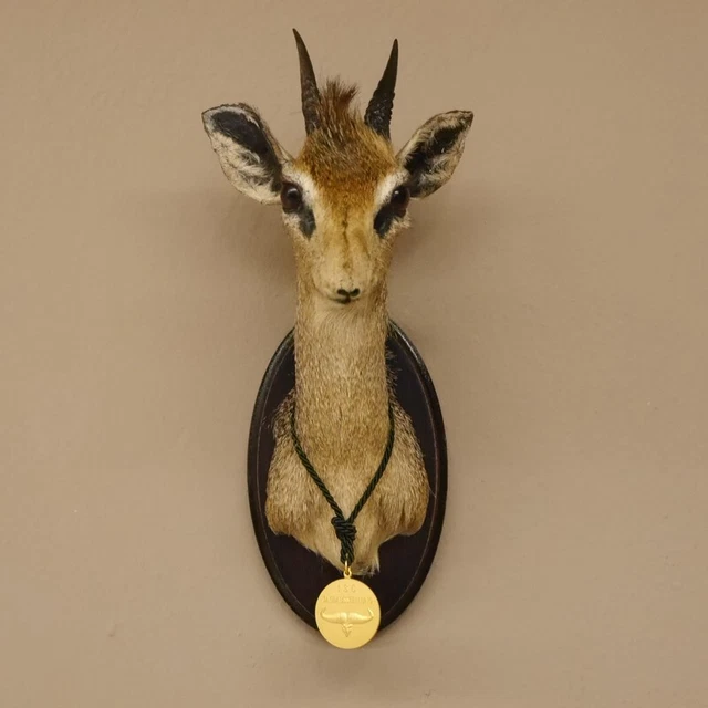 Dikdik Zwergantilope Con Medalla Principal Antílope Cabeza Preparado Taxidermy 2