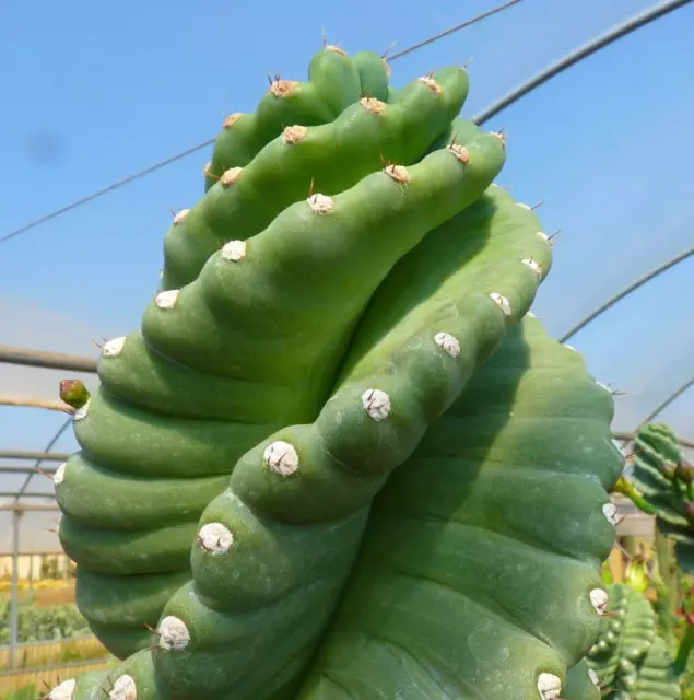 Cereus peruvianus INERMIS SPIRALIS SEEDS