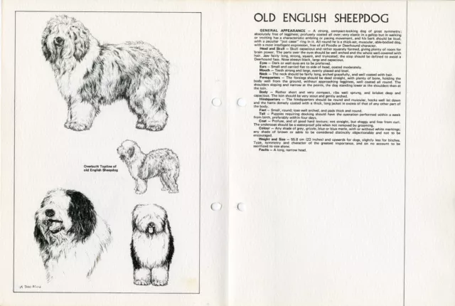 PYRENEAN MOUNTAIN DOG 1978 BREED STANDARD SKETCH PRINT + TEXT by M DAVIDSON