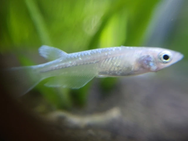 Platinum Medaka Ricefish (Oryzias latipes ‘Platinum’)