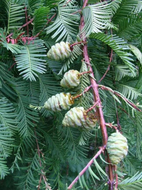 Urweltmammutbaum Metasequoia glyptostroboides Dawn Redwood 5+ Samen Seeds W 151