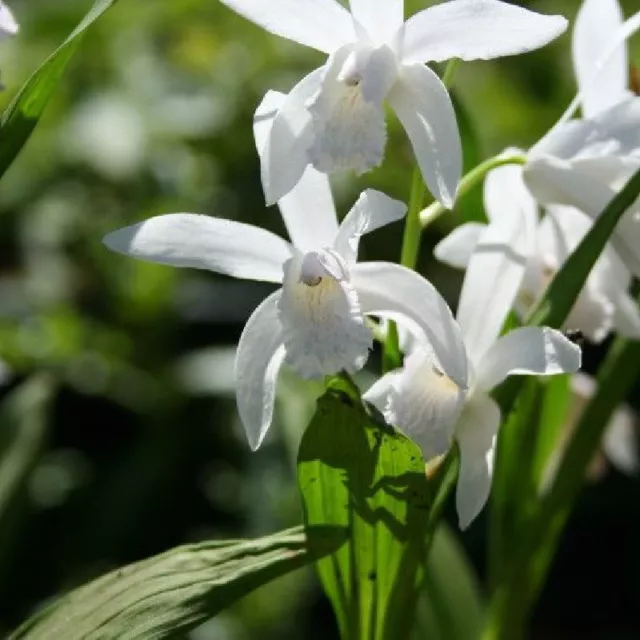 Orchidée Bletilla Striata Alba 1 Ampoule pour A Planter Naturel Terrestres