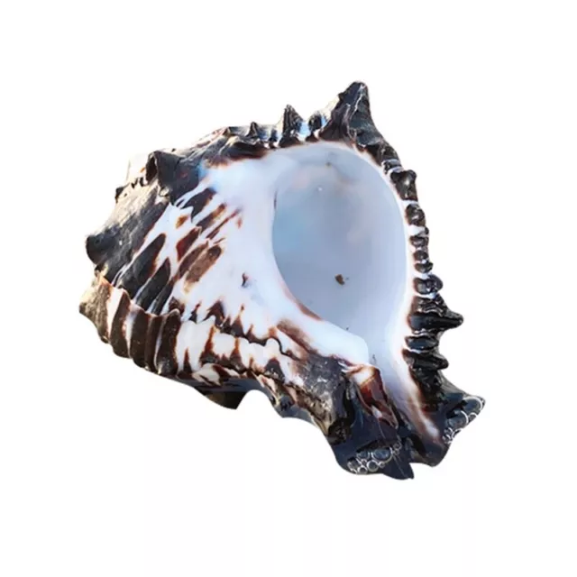 Natural Conch Large Shells for Fish for Air