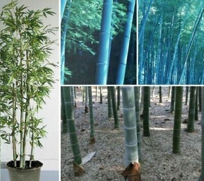 Palm Buddha Bambus exotische duftende Pflanzen für die Wohnung drinnen Zimmerpflanze 
