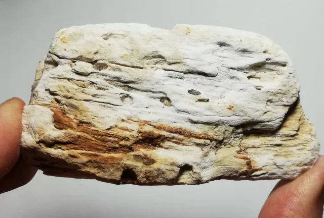 Petrified wood from Aachen (Germany)