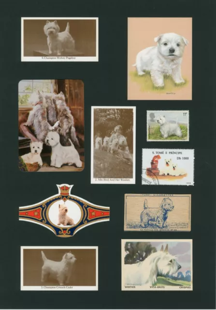 West Highland White Terrier Westie Mounted Collection Of Vintage Dog Cards