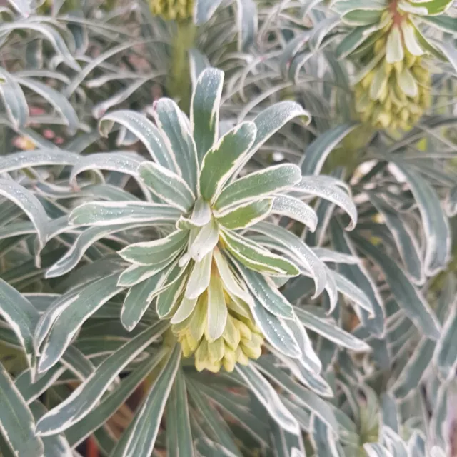 Euphorbia characias Glacier Blue Evergreen Perennial 1x, 2x 3 Litre Pot By T&M