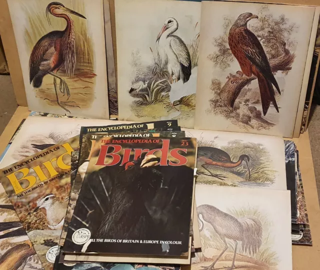 VINTAGE RSPB The Encyclopedia Of Birds Magazine BEAUTIFUL ILLUSTRATIONS Wildlife