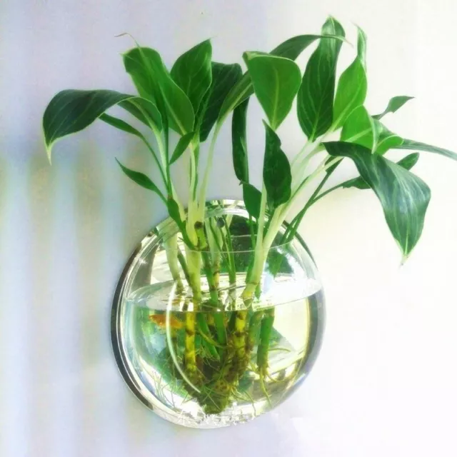 Hanging Wall Fish Tank Mounted Clear Bowl Bubble Aquarium Terrarium Goldfish Box 5