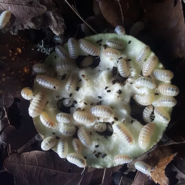 Armadillidium vulgare T- Albino Isopods x15 3