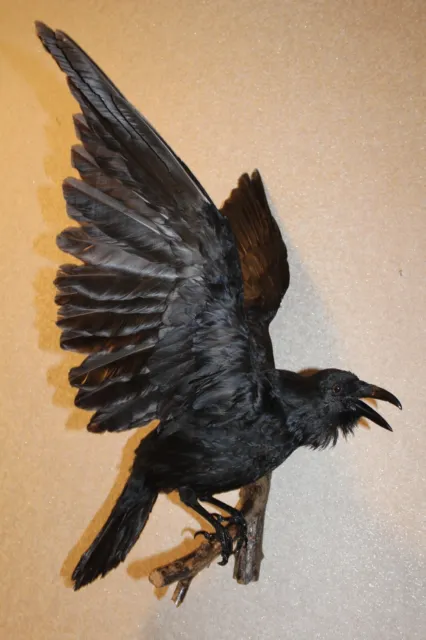#52 Taxidermy Stuffed Bird Carrion Crow (Corvus Corone) Eurasian Raven Gothic