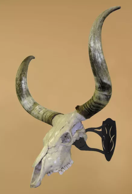 Large Skull Hooker European Skull Mount Graphite Black Elk Skull Taxidermy Kudu