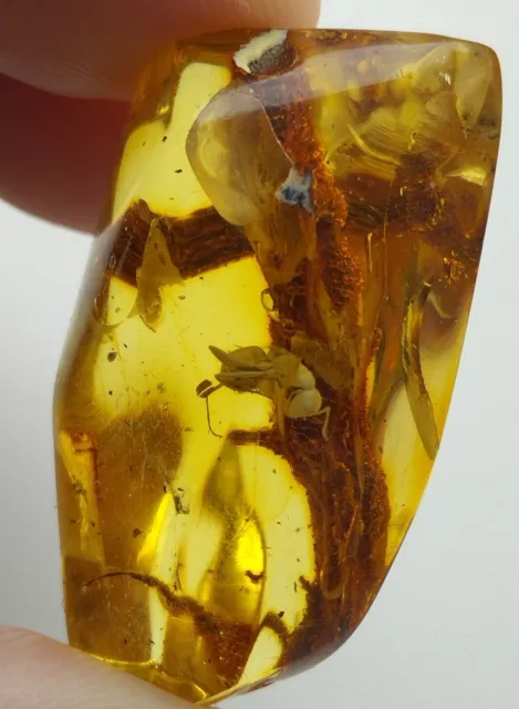 Baltic natural amber, fossil ant insect. Weight 7 grams.