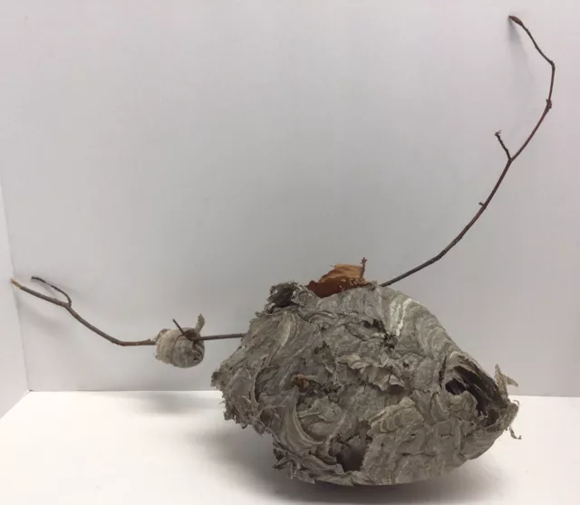 Large Natural Paper Wasp Bee Hornet Hive On Branch Taxidermy Nest 9.5” By 7”