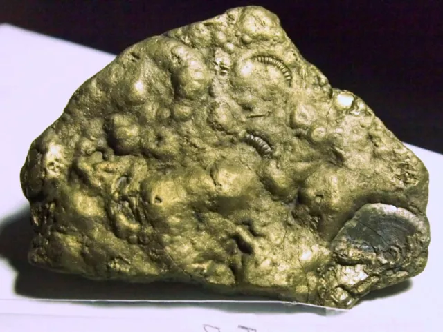 AMMONITE-pyritized Golden Crucilobiceras densinodum,FOS-D41,474.85ct,77x57x11mm