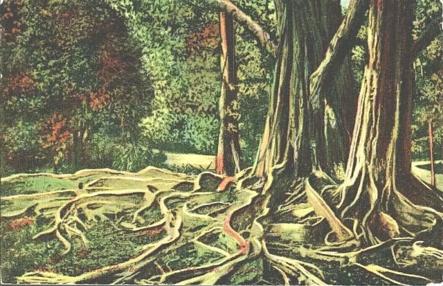 Postcard Colombo,Ceylon,India Rubber Tree Root, 1900s Sri Lanka