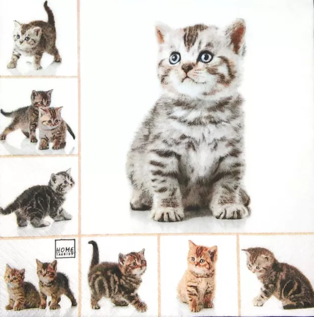 M650# 3 x Single Paper Napkins For Decoupage Craft Tissue Cat Grey Kittens