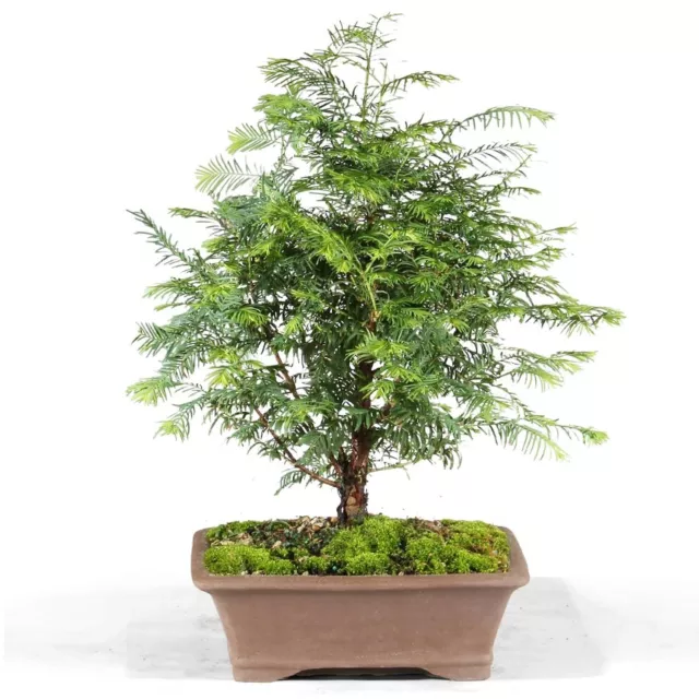 Brussel's Bonsai Live Dawn Redwood Bonsai Tree, Outdoor - Medium, 3 Year Old,...