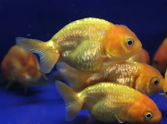 Live Red Ranchu Goldfish sm. for fish tank, koi pond or aquarium