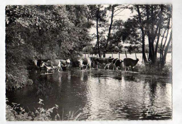 NEUVY-sur-LOIRE (58) BOVINS à l'ABREUVAGE en bord de la VRILLE