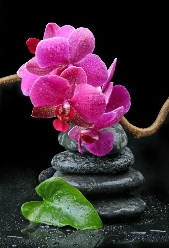 Stickers muraux déco Zen: galet orchidée