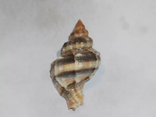 Hexaplex Trunculus Elongate Spire