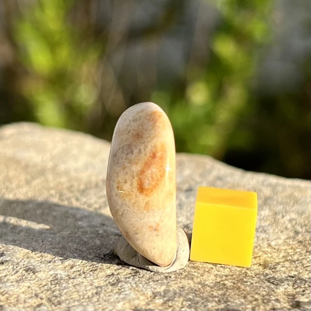 Fossil Coral Tumblestone - Miocene Period, Indonesia - Unique Collectible