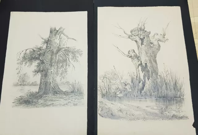 Coppia Di Disegni Con Alberi, Xix Secolo, Firmati