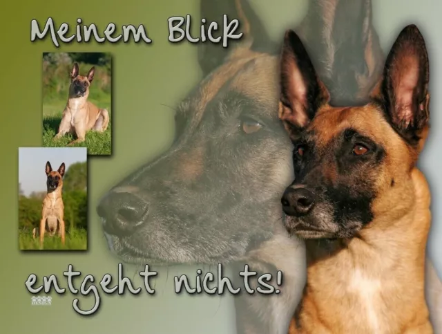 Belgischer Schäferhund MALINOIS Metall SCHILD Alu-Dibond Hundeschild NEU #5